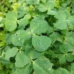 Medicago polymorpha Leaf