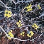 Euphorbia septentrionalis Fleur