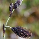 Carex atrofusca Ovoce