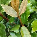 Elaeagnus macrophylla ഇല