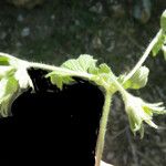 Geum heterocarpum Kvet