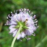 Succisella inflexa Flower