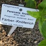 Persicaria tinctoria その他の提案