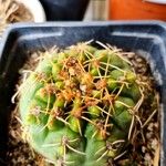 Gymnocalycium baldianumLeaf