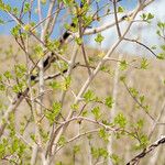 Forestiera pubescens Hábito