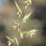 Helictochloa bromoides Fleur