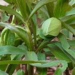 Helleborus viridis Fruit