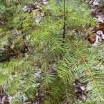 Abies grandisLeaf