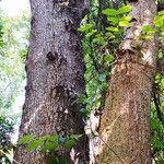 Strophanthus hispidus 樹皮