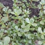 Portulaca oleracea 形態