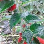 Kohleria tubiflora Leaf