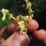 Monodora carolinae Flower