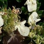 Teucrium montanum Fleur