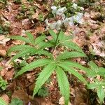 Cardamine heptaphylla ശീലം