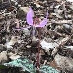 Erythronium dens-canisFlower