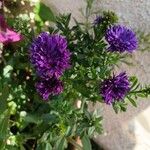 Symphyotrichum dumosum Blüte