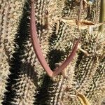 Hoodia gordonii Fruit