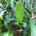 Heliconia psittacorum Habitus