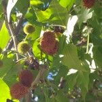 Platanus orientalis Fruit