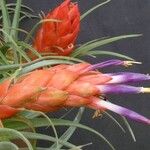 Tillandsia oaxacana Flower