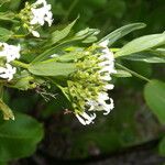 Declieuxia fruticosa Flower