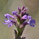 Verbena lasiostachys Çiçek