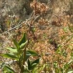 Solanecio angulatus Flor