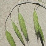 Bromus squarrosus 葉