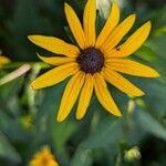 Rudbeckia fulgidaFlower