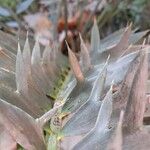 Encephalartos horridus Levél