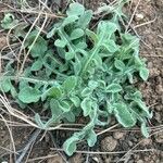 Centaurea melitensis Blatt