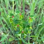 Euphorbia dulcisŽiedas