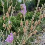 Antirrhinum barrelieri Flor