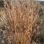 Schizachyrium scoparium Blatt