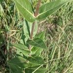 Silphium integrifolium Kôra