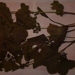 Alchemilla straminea Hoja