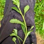 Leucanthemum adustum Blad