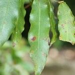 Syzygium cymosum Leaf