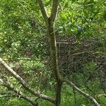 Salix atrocinerea Bark