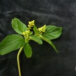 Polygala furcata Hábito
