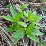 Cleome monophylla Blad