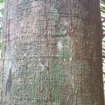 Virola michelii Corteza