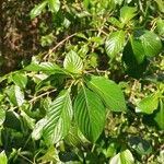 Chomelia spinosa Лист
