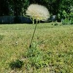 Tragopogon dubius 果實