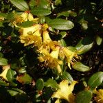 Rhododendron valentinianum പുഷ്പം