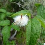 Clematis mauritiana Fruit