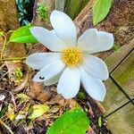 Magnolia virginiana Flors