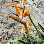 Strelitzia juncea Flower