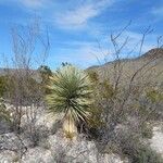 Yucca thompsoniana Агульны выгляд