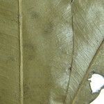 Aspidosperma spruceanum Altul/Alta